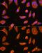 GST3 antibody, GTX32639, GeneTex, Immunofluorescence image 