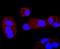 ERCC Excision Repair 1, Endonuclease Non-Catalytic Subunit antibody, NBP2-66823, Novus Biologicals, Immunofluorescence image 