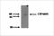 Cytochrome P450 Family 4 Subfamily A Member 11 antibody, NBP2-50212, Novus Biologicals, Western Blot image 
