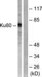 X-Ray Repair Cross Complementing 5 antibody, LS-C117623, Lifespan Biosciences, Western Blot image 