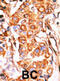 Glycerol Kinase 2 antibody, abx025069, Abbexa, Immunohistochemistry paraffin image 