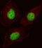 Forkhead Box N3 antibody, 60-414, ProSci, Immunofluorescence image 