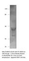 Alpha-Methylacyl-CoA Racemase antibody, MBS540483, MyBioSource, Western Blot image 