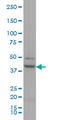 RUNX Family Transcription Factor 1 antibody, LS-B5384, Lifespan Biosciences, Western Blot image 