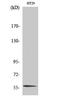 CDC Like Kinase 4 antibody, A09141-1, Boster Biological Technology, Western Blot image 