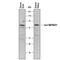 MAPK Associated Protein 1 antibody, MAB8168, R&D Systems, Western Blot image 