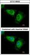 WD Repeat And SOCS Box Containing 2 antibody, GTX118532, GeneTex, Immunocytochemistry image 