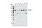 MTSS I-BAR Domain Containing 1 antibody, 4385S, Cell Signaling Technology, Western Blot image 