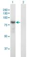 Dystrobrevin Alpha antibody, H00001837-B02P, Novus Biologicals, Western Blot image 