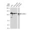 Heterogeneous Nuclear Ribonucleoprotein U antibody, GTX02839, GeneTex, Western Blot image 