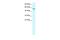 EBF Transcription Factor 3 antibody, A09271, Boster Biological Technology, Western Blot image 