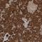 KIAA0556 antibody, HPA035089, Atlas Antibodies, Immunohistochemistry frozen image 