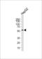 MLLT3 Super Elongation Complex Subunit antibody, LS-C100431, Lifespan Biosciences, Western Blot image 