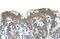 Phospholipase A And Acyltransferase 4 antibody, PA5-69413, Invitrogen Antibodies, Immunohistochemistry frozen image 