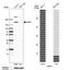 Immunoglobulin Superfamily Member 3 antibody, HPA036305, Atlas Antibodies, Western Blot image 