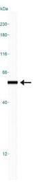 Heterogeneous Nuclear Ribonucleoprotein H1 antibody, NB100-385, Novus Biologicals, Western Blot image 