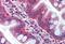 TRAF3 Interacting Protein 2 antibody, MBS241343, MyBioSource, Immunohistochemistry paraffin image 