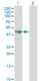 Adhesion Regulating Molecule 1 antibody, LS-B7353, Lifespan Biosciences, Western Blot image 