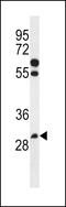 Post-GPI Attachment To Proteins 3 antibody, LS-C163547, Lifespan Biosciences, Western Blot image 