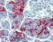 Mucin 5AC, Oligomeric Mucus/Gel-Forming antibody, LS-C46047, Lifespan Biosciences, Immunohistochemistry paraffin image 
