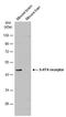 5-Hydroxytryptamine Receptor 4 antibody, PA5-78391, Invitrogen Antibodies, Western Blot image 