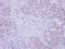 Follistatin Like 1 antibody, NBP2-16541, Novus Biologicals, Immunohistochemistry frozen image 