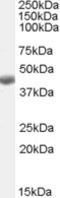 Betaine--Homocysteine S-Methyltransferase antibody, TA302433, Origene, Western Blot image 