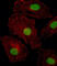 ISL LIM Homeobox 2 antibody, abx028876, Abbexa, Western Blot image 
