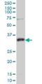 N-Methylpurine DNA Glycosylase antibody, H00004350-M04, Novus Biologicals, Western Blot image 