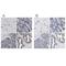 Transmembrane Protein 87A antibody, NBP1-90532, Novus Biologicals, Immunohistochemistry paraffin image 