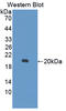 Myosin Light Chain 6 antibody, LS-C694760, Lifespan Biosciences, Western Blot image 