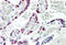 Transcription Factor AP-2 Alpha antibody, MBS244895, MyBioSource, Immunohistochemistry frozen image 