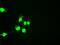 One Cut Homeobox 1 antibody, GTX83966, GeneTex, Immunofluorescence image 