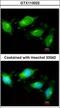 Toll Like Receptor 3 antibody, GTX113022, GeneTex, Immunofluorescence image 