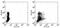 Interleukin 1 Receptor Antagonist antibody, 11-7015-82, Invitrogen Antibodies, Flow Cytometry image 