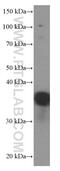 Elongation factor 1-delta antibody, 60085-1-Ig, Proteintech Group, Western Blot image 