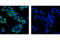 CD79a antibody, 3351S, Cell Signaling Technology, Immunocytochemistry image 