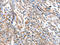 Apolipoprotein B MRNA Editing Enzyme Catalytic Subunit 3D antibody, CSB-PA620593, Cusabio, Immunohistochemistry frozen image 