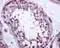 TANK Binding Kinase 1 antibody, ab109735, Abcam, Immunohistochemistry paraffin image 