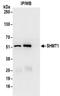 Serine Hydroxymethyltransferase 1 antibody, NBP2-32173, Novus Biologicals, Immunoprecipitation image 