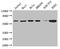 Chaperonin Containing TCP1 Subunit 8 antibody, orb45766, Biorbyt, Western Blot image 