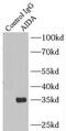 Axin Interactor, Dorsalization Associated antibody, FNab00234, FineTest, Immunoprecipitation image 