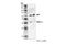 PKAc alpha antibody, 4782S, Cell Signaling Technology, Western Blot image 