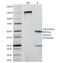 Insulin antibody, 33-154, ProSci, Immunohistochemistry paraffin image 