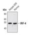 Interferon Regulatory Factor 4 antibody, PA5-17254, Invitrogen Antibodies, Western Blot image 