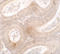 mTERF domain-containing protein 3, mitochondrial antibody, 7285, ProSci Inc, Immunohistochemistry paraffin image 