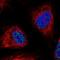 WD Repeat Domain 90 antibody, HPA061785, Atlas Antibodies, Immunofluorescence image 