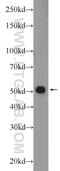 Nuclear Envelope Integral Membrane Protein 1 antibody, 24477-1-AP, Proteintech Group, Western Blot image 