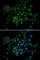 Hepatocyte Nuclear Factor 4 Alpha antibody, A2085, ABclonal Technology, Immunofluorescence image 
