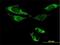 ATPase Family AAA Domain Containing 3B antibody, H00083858-B01P, Novus Biologicals, Immunofluorescence image 